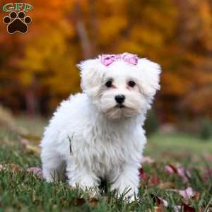 Lila, Maltipoo Puppy